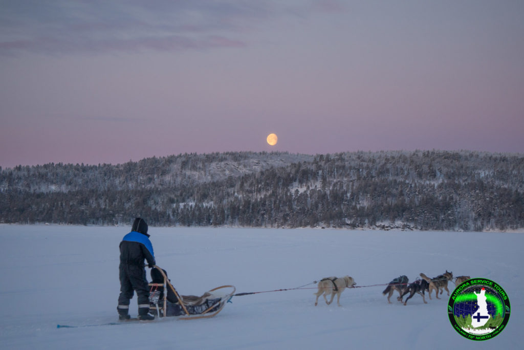 Husky adventure in the Lapland wilderness