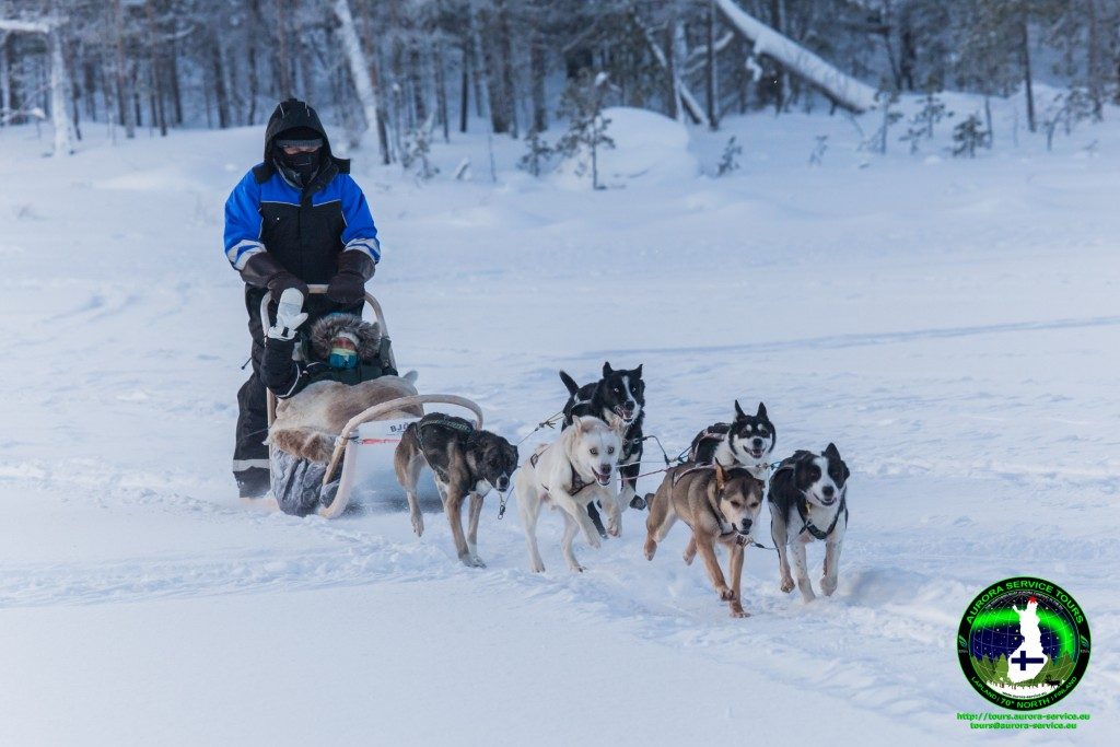 Husky Sledding in Lapland